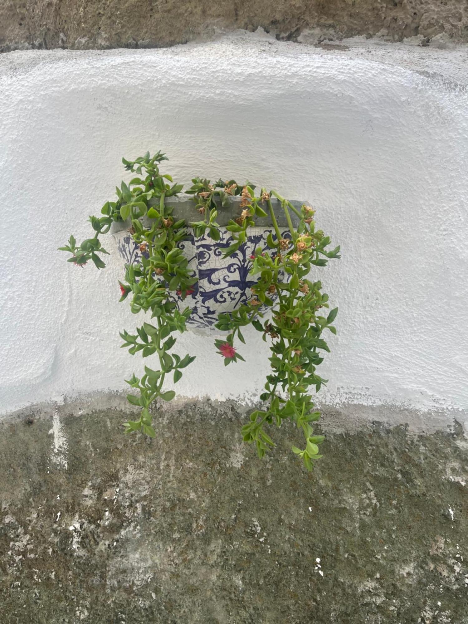 Casa Delle Rose Apartment Ischia Exterior photo
